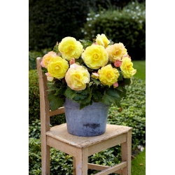 Superba Begonia amarilla de flores grandes - flores amarillas - 2 piezas
