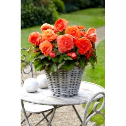 Superba Orange velikocvetna begonija - oranžni cvetovi - veliko pakiranje! - 20 kos