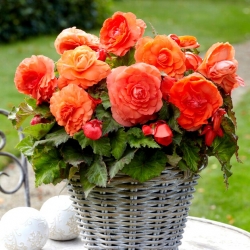 Superba Begonia cu flori mari Portocaliu - cu flori portocalii - pachet mare! - 20 buc.