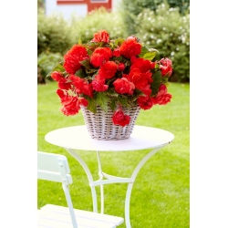 Begonia profumata Odorata Red Glory - confezione grande! - 20 pezzi