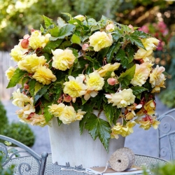 Begonia profumata Odorata Sunny Dream - confezione grande! - 20 pezzi