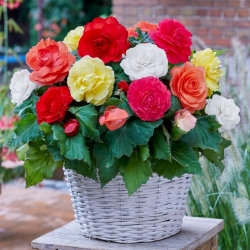 Superba begonia de flores grandes - mezcla de colores - ¡paquete grande! - 20 piezas