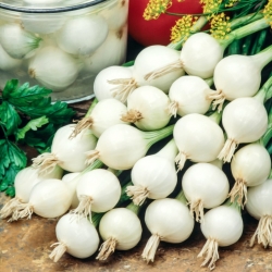 De Barletta onion - white, early, mild and slightly sweet variety