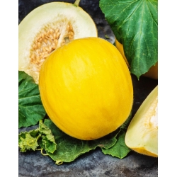 Yellow Canary 2 honeydew melon - an early, yellow, oval, sweet, and aromatic variety