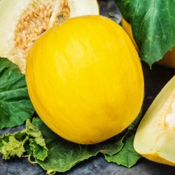 Medový melón Yellow Canary 2 - skorá, žltá, oválna, sladká a aromatická odroda - 