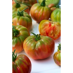 Pantano Romanesco BIO rajče - pro polní a skleníkové pěstování, extrémně vysoký výnos - certifikovaná bio semena - 