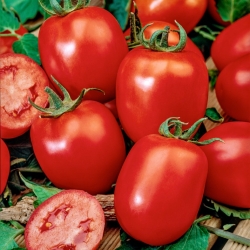 Roșie Colibri F1 - un soi timpuriu de prune pentru cultivare în seră și în câmp\ - semințe profesionale pentru toată lumea - 