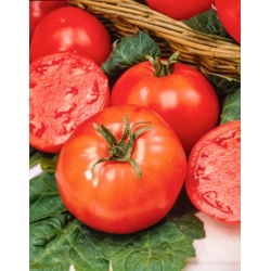 Tomate Belladona F1: una variedad temprana de invernadero, libre del trastorno del hombro amarillo del tomate: semillas profesionales para todos - 