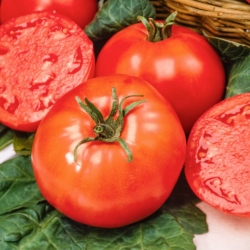 Belladona F1 tomaat - een vroeg kasras, vrij van tomatengeleschouderziekte - professionele zaden voor iedereen - 