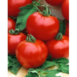 Honey Moon F1 tomat - en tidlig bringebærdrivhusvariant - profesjonelle frø for alle - 