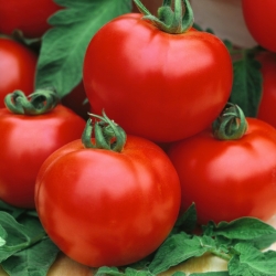 Honey Moon F1 tomato - an early raspberry greenhouse variety - professional seeds for everyone