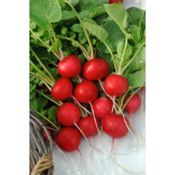 Rabanete Melito F1 - raízes grandes e vermelhas com casca fina - sementes profissionais para todos - 