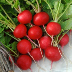 Rabanete Melito F1 - raízes grandes e vermelhas com casca fina - sementes profissionais para todos - 