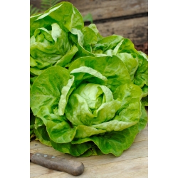 Sagess butterhead salat - en medium tidlig marksort - professionelle frø til alle - 