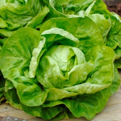 Salbei-Kopfsalat - eine mittelfrühe Feldsorte - professionelles Saatgut für jedermann - 