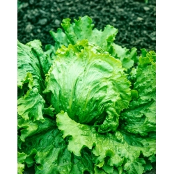 Glassica F1 isbjergsalat - til dyrkning i marken - professionelle frø til alle - 