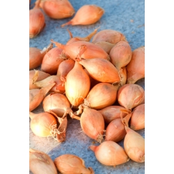 Oignon de printemps Sopelek - bulbes allongés - 0,25 kg - 