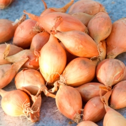 Sopelek spring onion - elongated bulbs - 0.25 kg