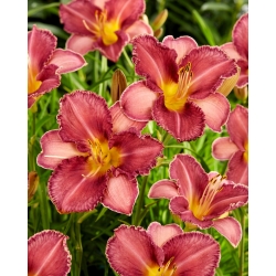 Chicago Knobby daylily - large package! - 10 pcs