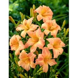 Children's Festival daylily - large package! - 10 pcs