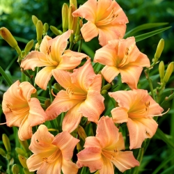 Children's Festival daylily - large package! - 10 pcs