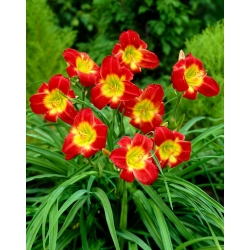 Christmas Is daylily - ¡paquete grande! - 10 piezas