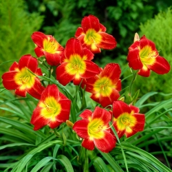 Christmas Is daylily - large package! - 10 pcs