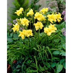 Double River Wye daylily - large package! - 10 pcs