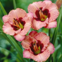 Orchid Candy daylily - large package! - 10 pcs