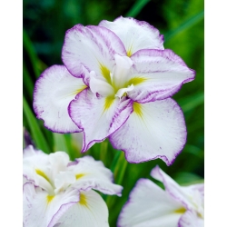 Assiette Plate Tiramisu Iris du Japon (Iris ensata)