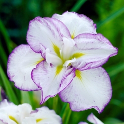 Farfurie Tiramisu iris japonez (Iris ensata)