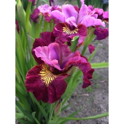 Fröken Apple Siberian iris; Sibiriska flaggan - stort paket! - 10 st
