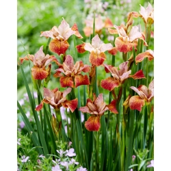 Paprikash Siberische iris, Siberische vlag - groot pakket! - 10 stuks - 