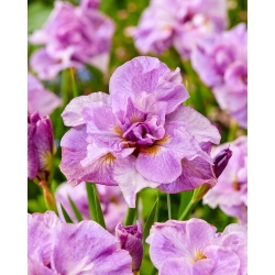 Iris siberiano perfecto rosa, bandera siberiana