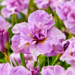 Iris siberiano perfetto rosa, bandiera siberiana - 