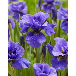 Iris siberien exuberant, drapeau siberien