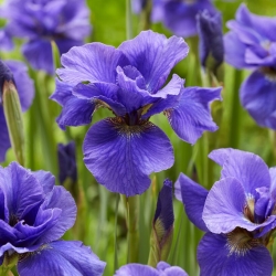 Rambunctious sibirisk iris, sibirisk flagga - 