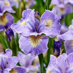 Reel Schattige Siberische iris, Siberische vlag - 