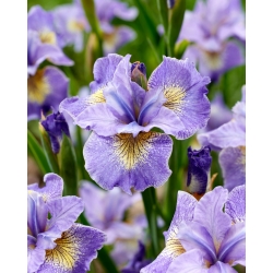 Reel Cute Siberische iris, Siberische vlag - groot pakket! - 10 stuks - 
