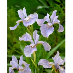 Myk blå sibir iris, sibirsk flagg - stor pakke! - 10 stk