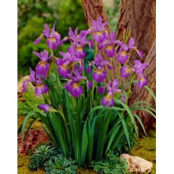 Sparkling Rose Siberian iris, Siberian flag - large package! - 10 pcs
