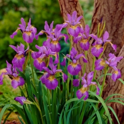 Glitrende Rose Siberian iris, Sibirsk flagg - stor pakke! - 10 stk - 