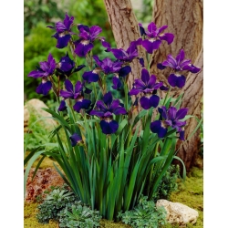 Blågrønn fløyel sibirsk iris, sibirsk flagg - 