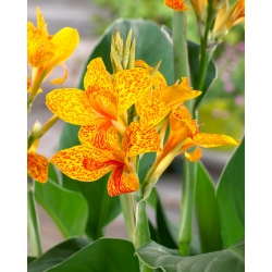 Tenerife canna lily - large package! - 10 pcs