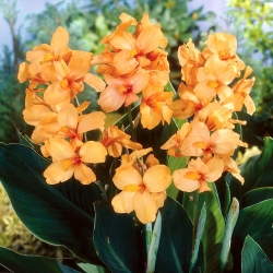 Apricot Dream canna lily - large package! - 10 pcs