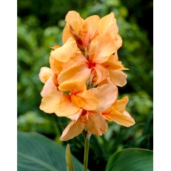 Apricot Dream Canna Lily - Großpackung! - 10 Stk - 