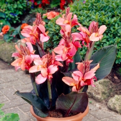 Champion canna lily - large package! - 10 pcs