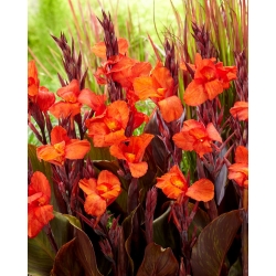 Cleopatra Red Canna Lily - Großpackung! - 10 Stk - 
