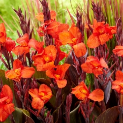 Cleopatra Red Canna Lily - Großpackung! - 10 Stk - 