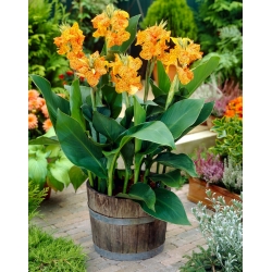 Picasso canna lily - stort paket! - 10 st